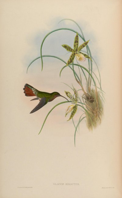 Glaucis Hirsutus by John Gould